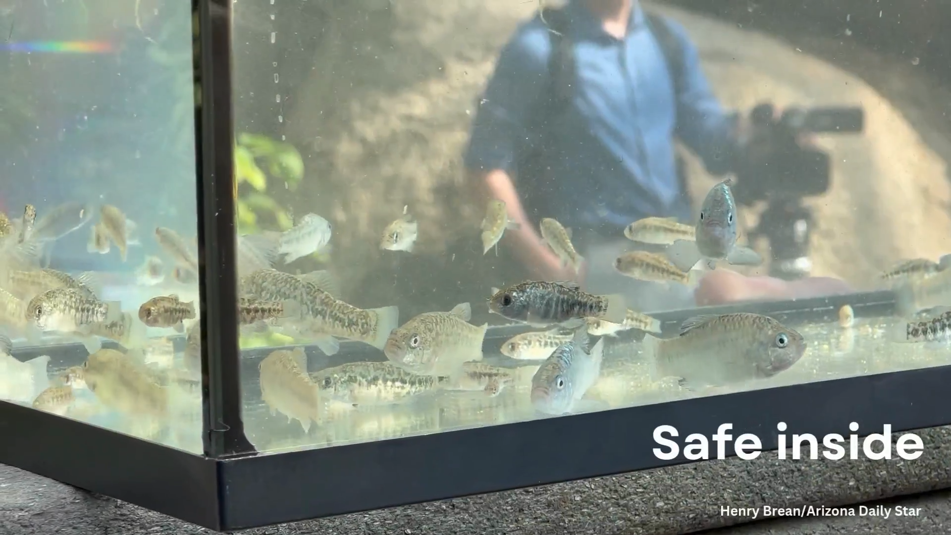 Endangered fish find new home at Biosphere 2
